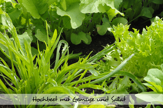 hochbeet05